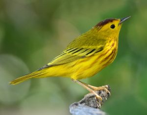 Yellow Warbler