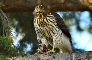 coopers-hawk-with-prey
