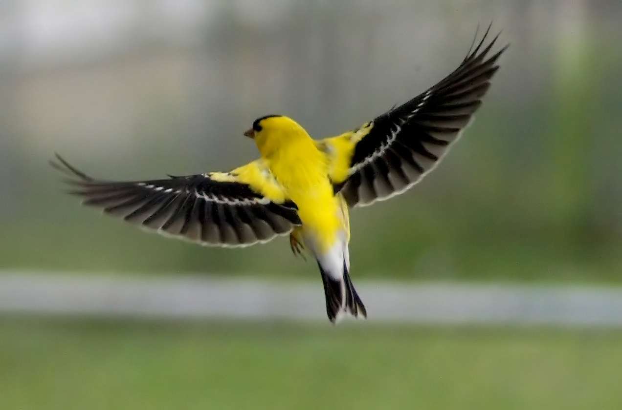Bright yellow finch with black cap.