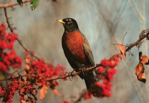 American Robin