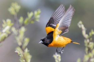 Baltimore Oriole