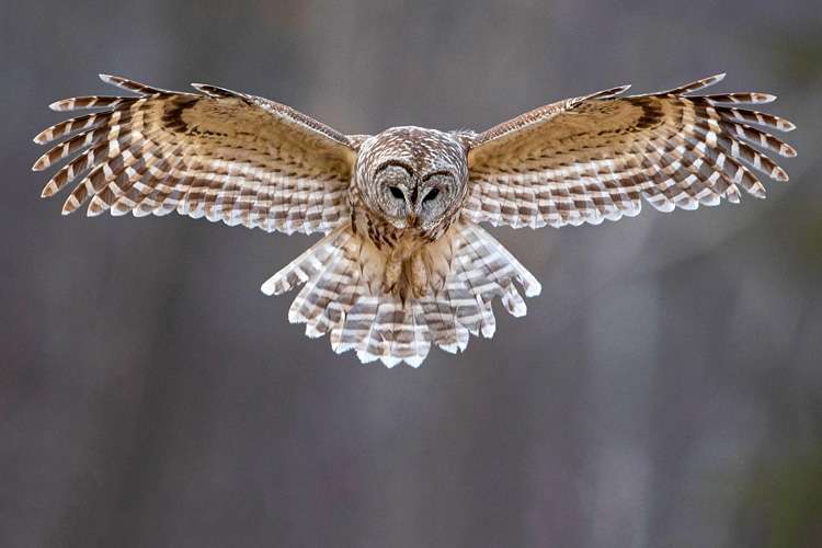 Barred Owl