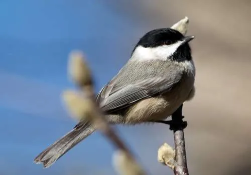 Black-Capped Chickadee