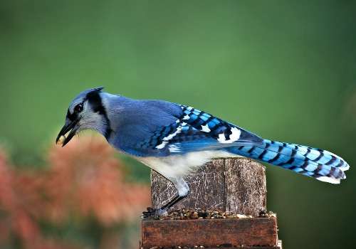 Blue Jay