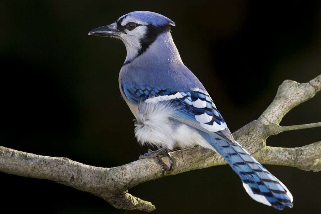 Large songbird with blue back speckled with white, pale front the black bib.