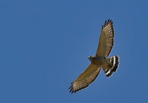 Broad-winged Hawk