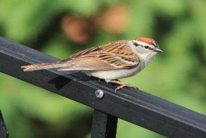 Chipping Sparrow