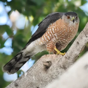 Cooper's Hawk