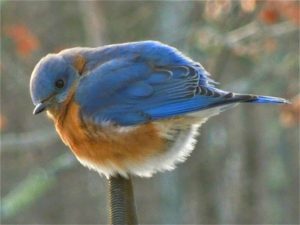 Eastern Bluebird