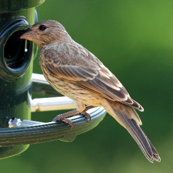 House Finch