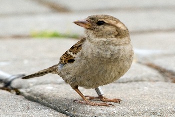 House Sparrow