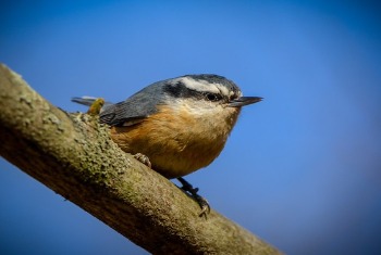 Red-Breasted Nuthatch