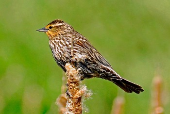 Red-Winged Blackbird