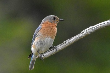 Eastern Bluebird