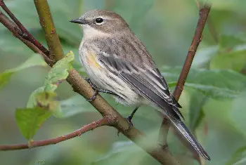 Yellow-Rumped Warbler