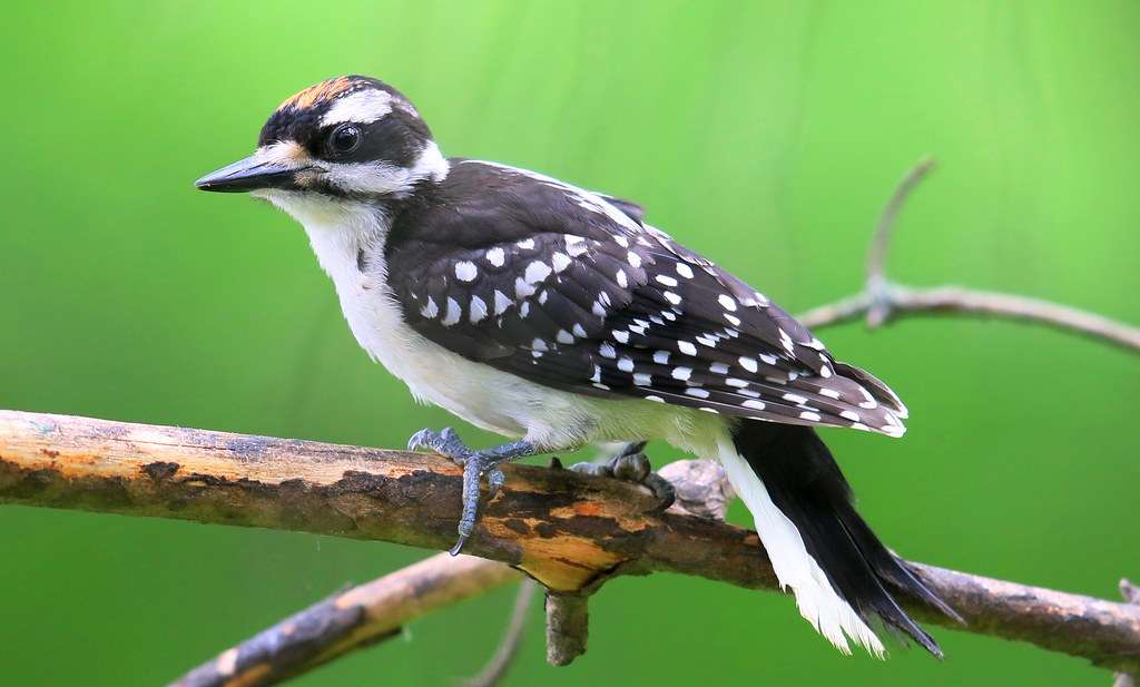 Hairy Woodpecker on a branch