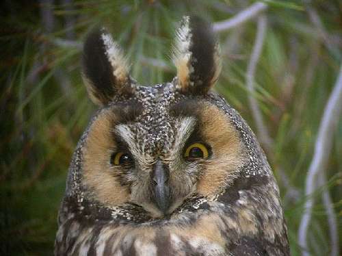 Long-eared Owl close up of head