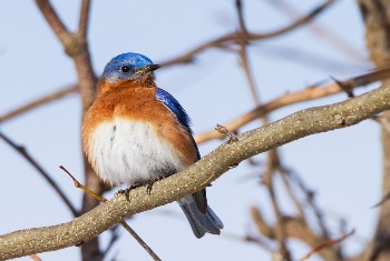 Eastern Bluebird