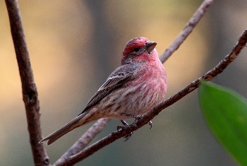 House Finch