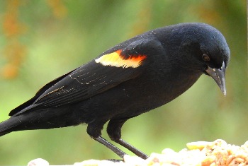 Red-Winged Blackbird