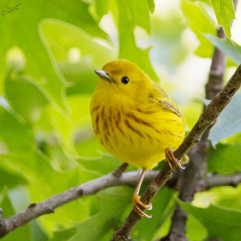 Yellow Warbler