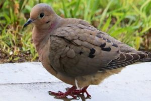 Mourning Dove