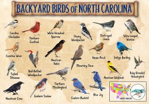 North Carolina Birds: 18 Species To Capture Into Your Senses - Love The