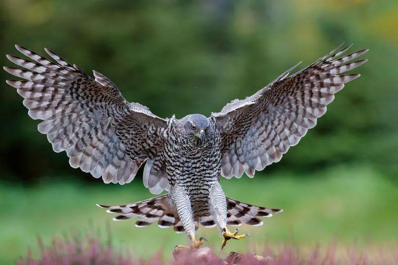 American Goshawk