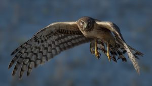 Northern Harrier