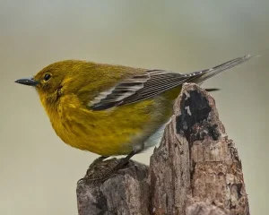 Pine Warbler