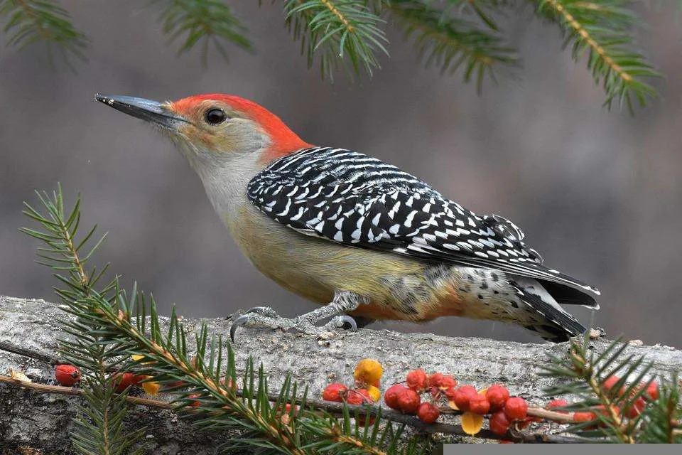 Red-bellied Woodpecker sitting on a branch