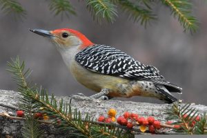 Red-bellied Woodpecker