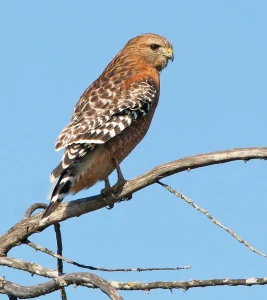 Red-shouldered Hawk