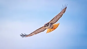 Red-tailed Hawk