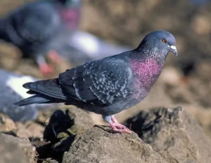 Rock Pigeon