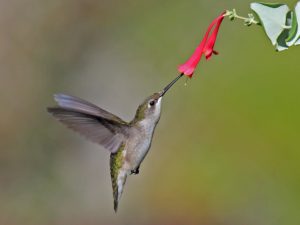 Ruby-throated Hummingbird