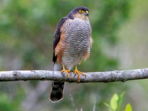 Sharp-shinned Hawk