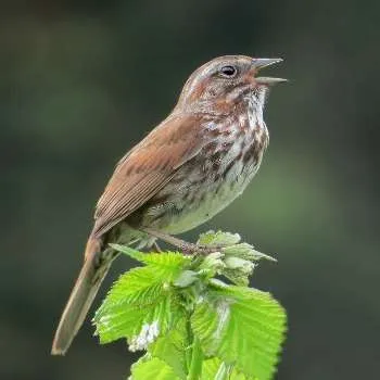 Song Sparrow