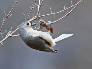 Tufted Titmouse