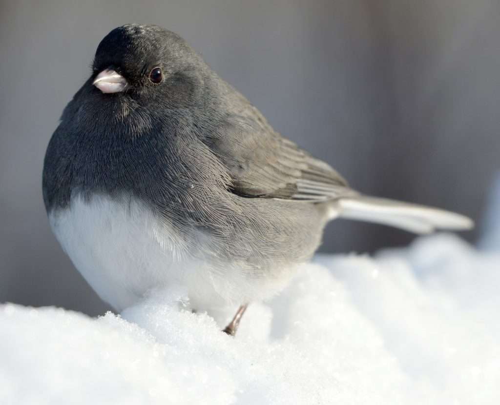 Dark-Eyed Junco in snow