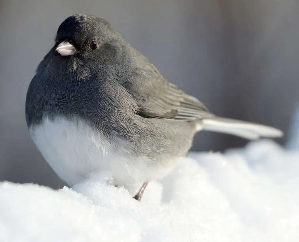 Dark-Eyed Junco in snow