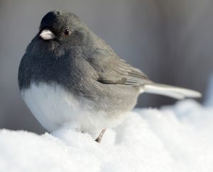 Dark-Eyed Junco