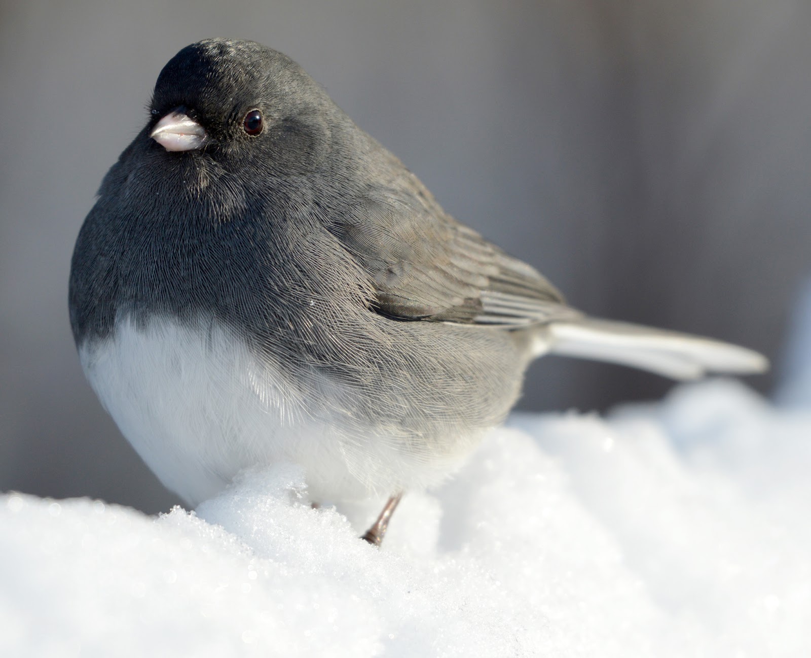 North Carolina Birds: 18 Species To Capture Into Your Senses - Love The ...