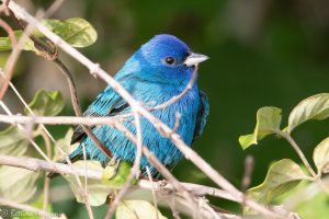 Indigo Bunting