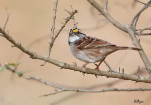 White-throated Sparrow