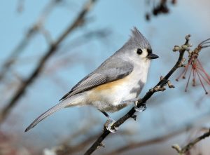 Tufted Titmouse