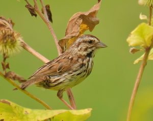 Song Sparrow