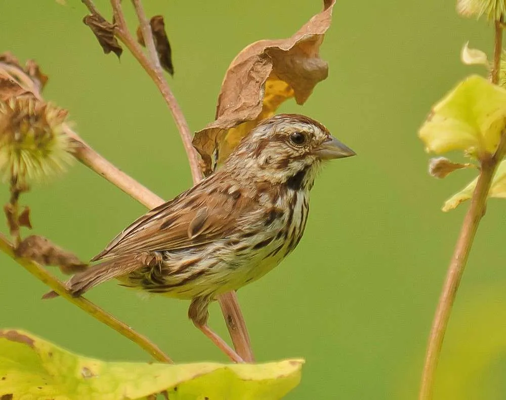 Song Sparrow in foliage