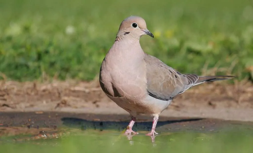 Mourning Dove standing in shallow water