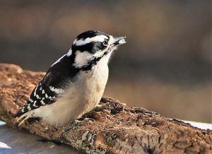 Downy Woodpecker